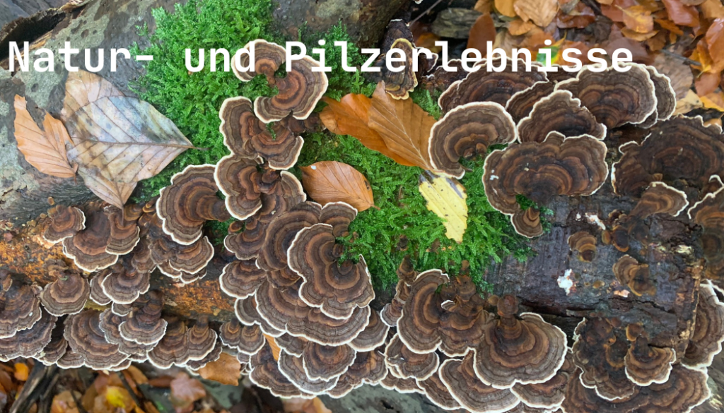 Natur- und Pilzerlebnisse